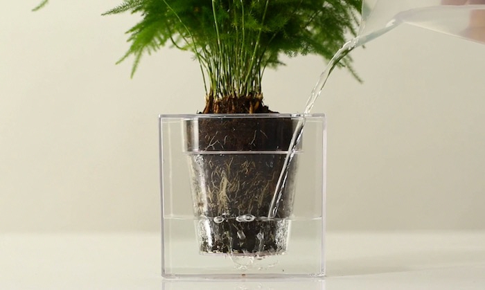 Cube، طراحی گلدان که بصورت خودکار و بسیار ساده به گیاه آب می‌دهد.