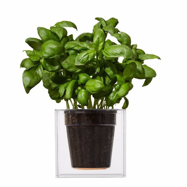 Cube، طراحی گلدان که بصورت خودکار و بسیار ساده به گیاه آب می‌دهد.